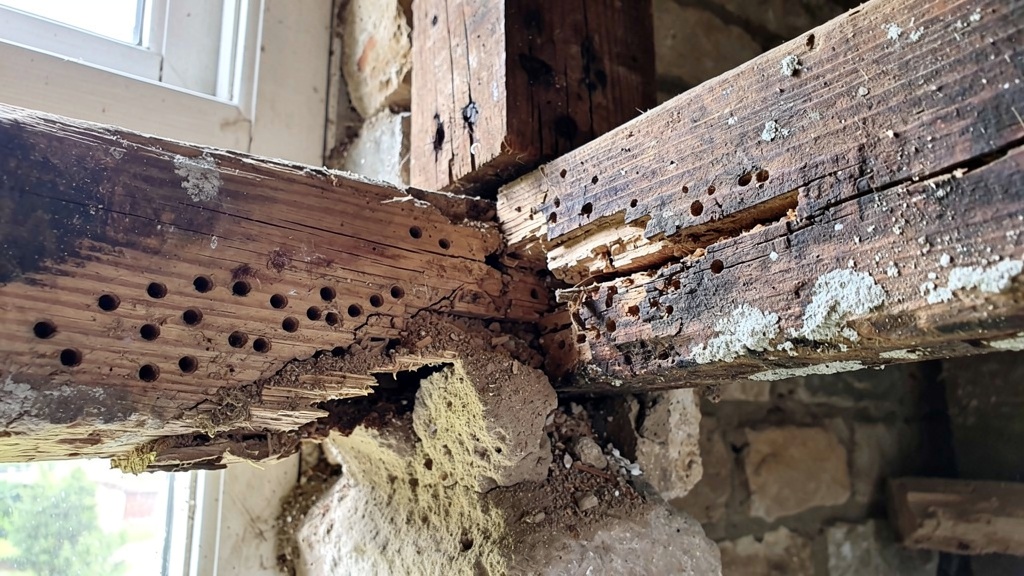 Close-up of woodworm and timber rot damage in structural wooden beams